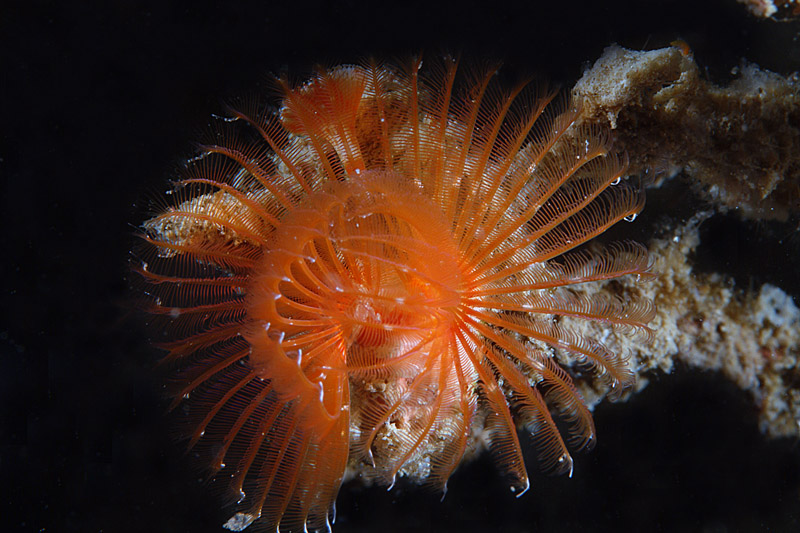 Serpula vermicularialis